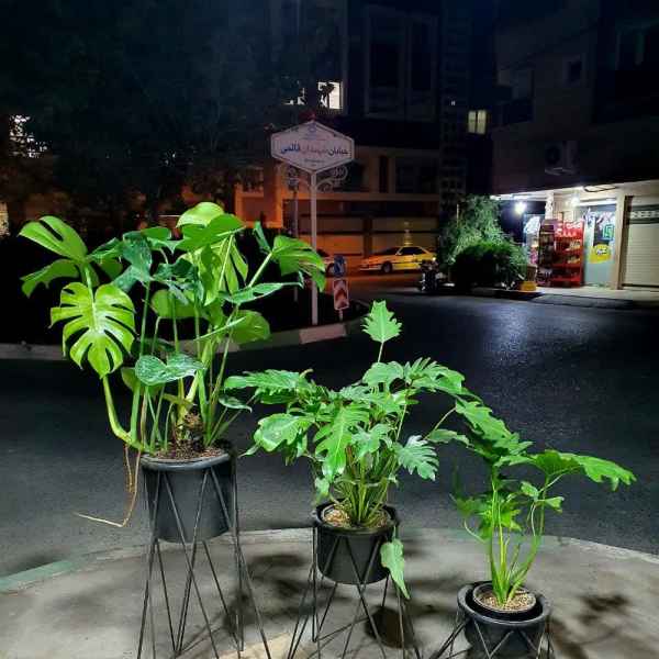 دکتر کاکتوس