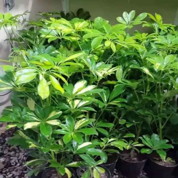 گل فروشی یاس