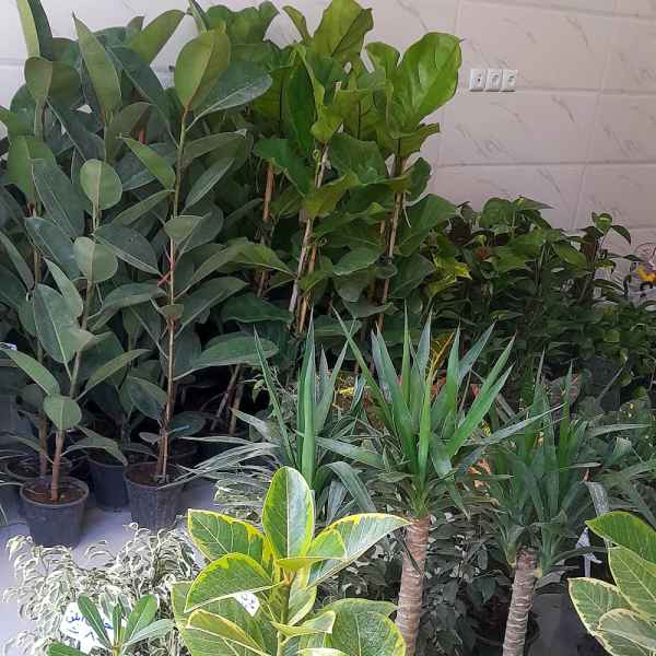 فروشگاه گل و گیاه بنفشه