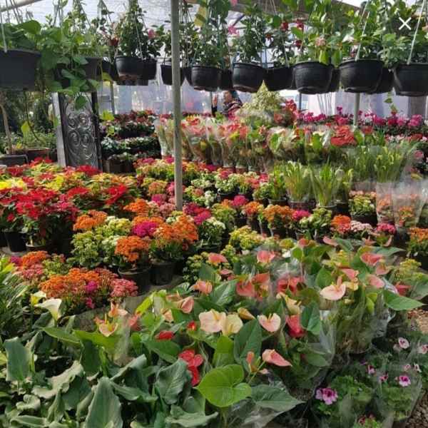 نهالستان و گلسرای موسوی