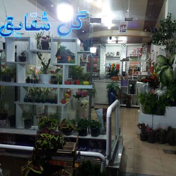 گل شقایق