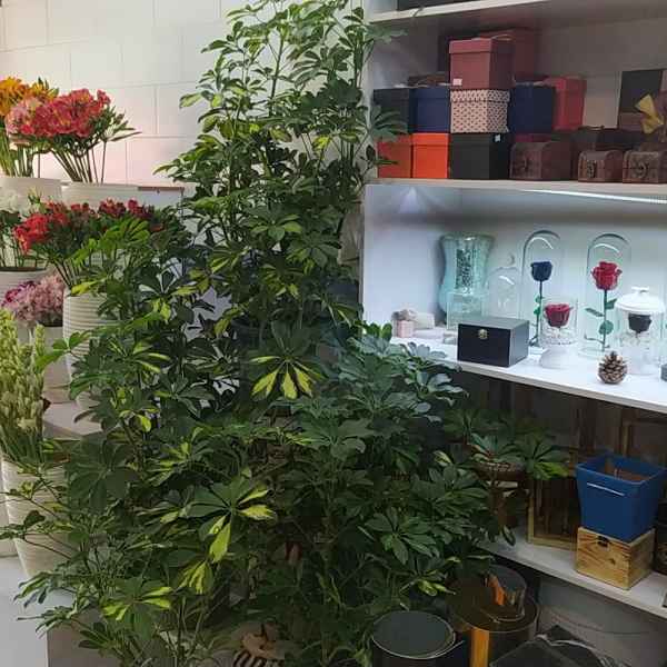 گل گیشا