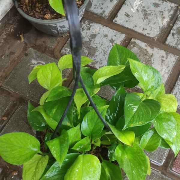 گلسرای بهشت اصفهان
